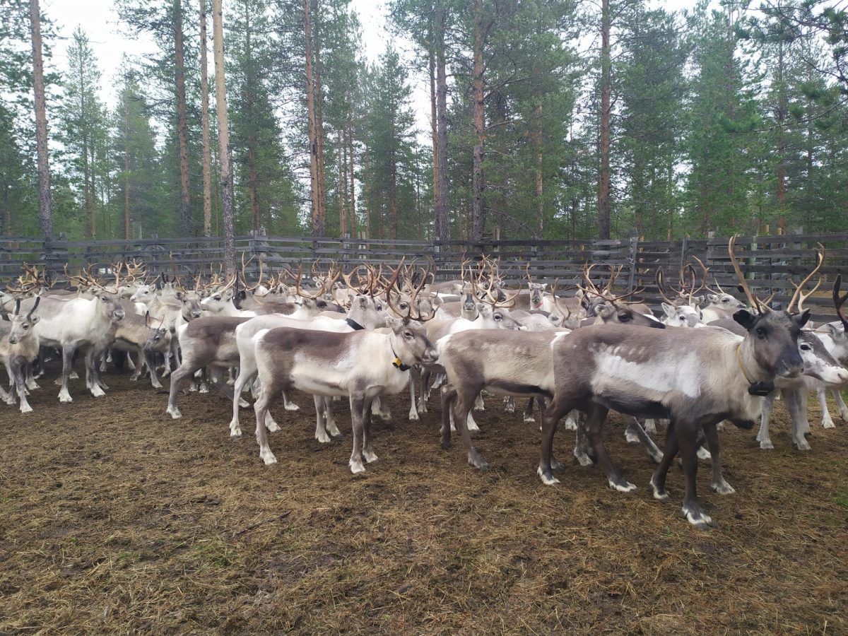 Reindeer Gathering Herders