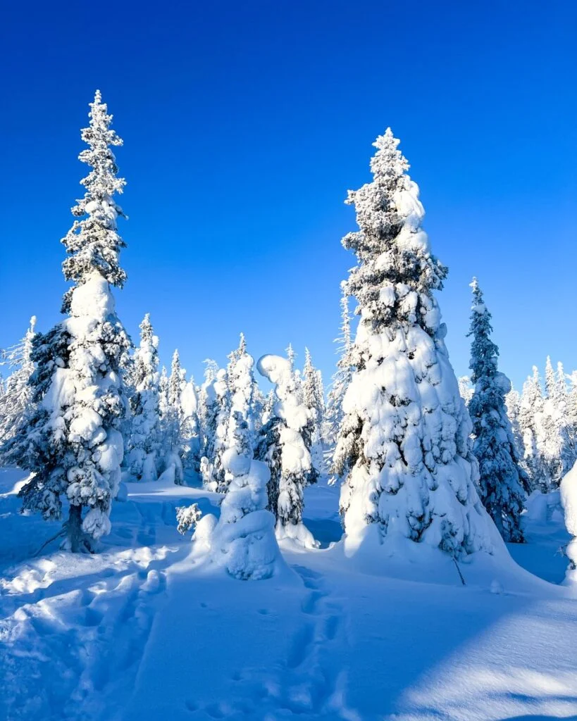 Snowy trees in Riisitunturi National Park