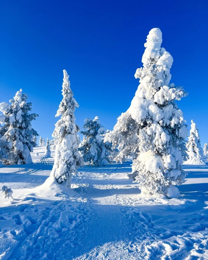 Snow everywhere!