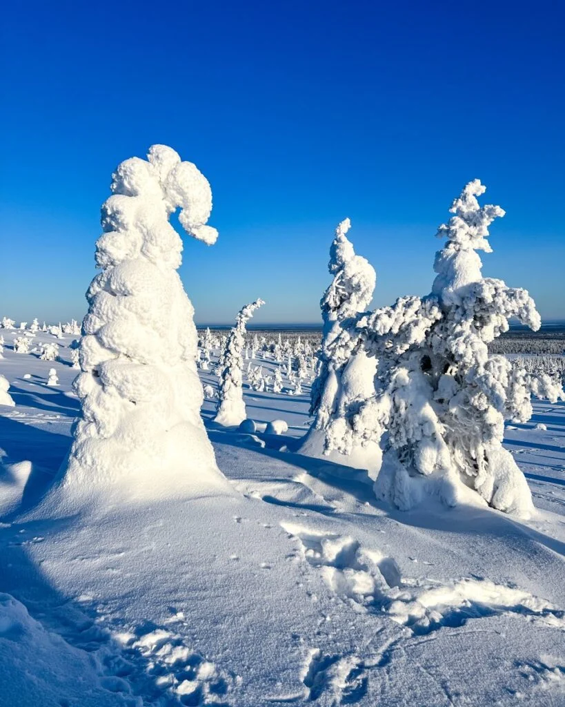Tykky - snowy tree typical for Riisitunturi