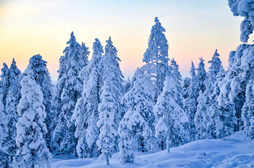 Magical snowy trees in Rovaniemi