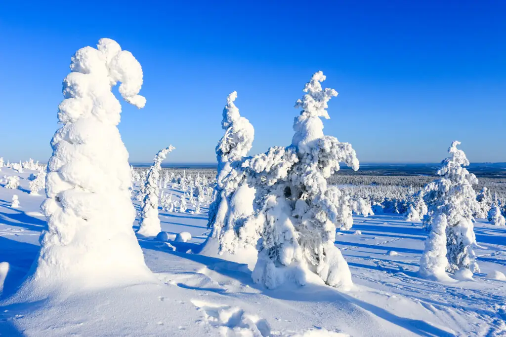 Magical snowy trees in Riisitunturi
