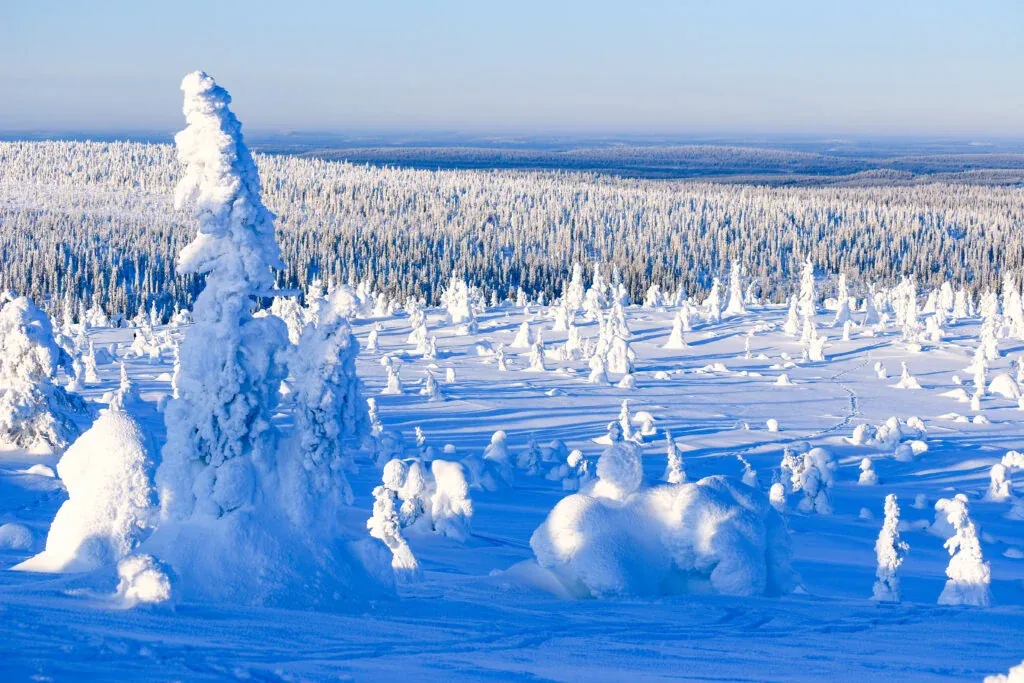Tykky - snowy trees typical for Riisitunturi