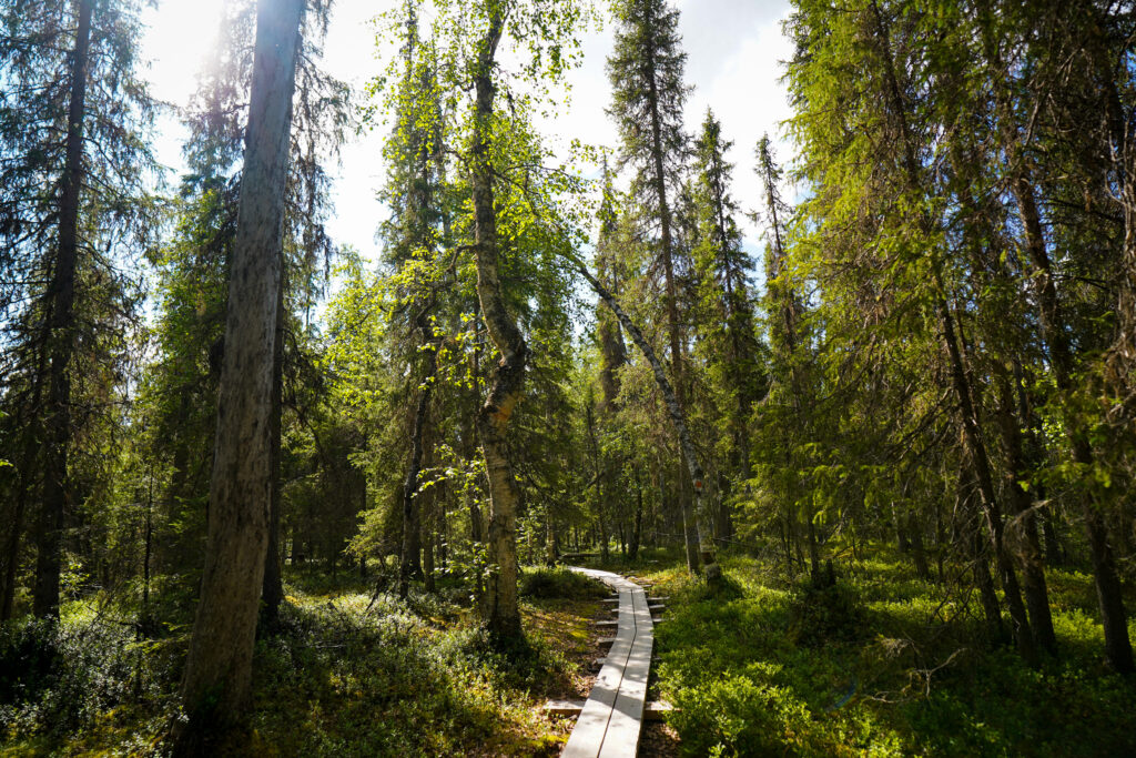 Peaceful Taiga forest in Lapland