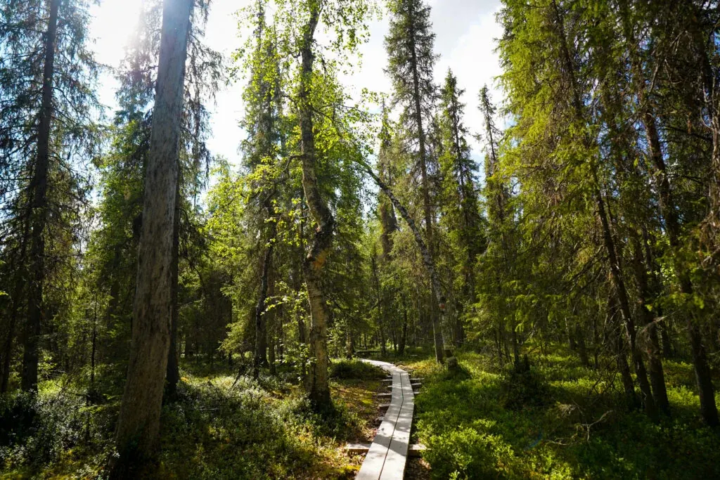 Peaceful Taiga forest in Lapland