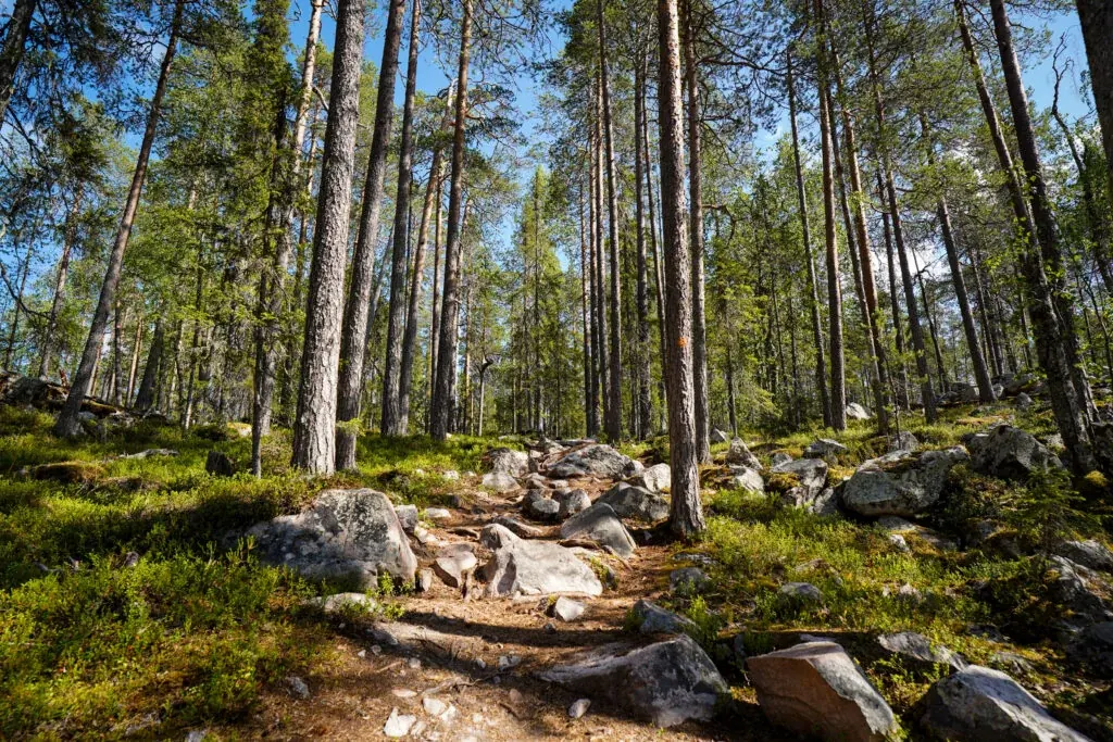 Peaceful Taiga forest in Lapland