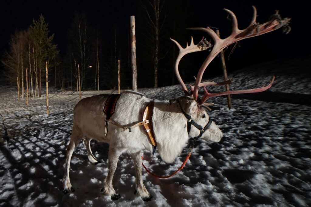 At the reindeer farm in the night...
