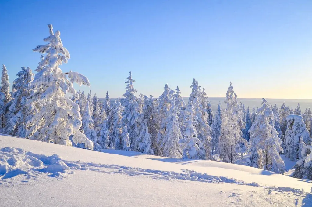Peaceful Taiga forest in Rovaniemi