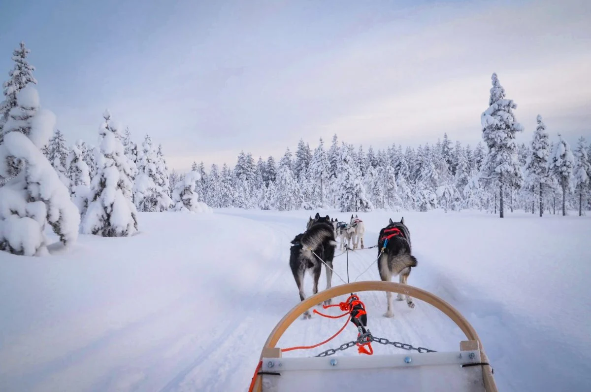 Husky dog sledding in Rovaniemi, Lapland