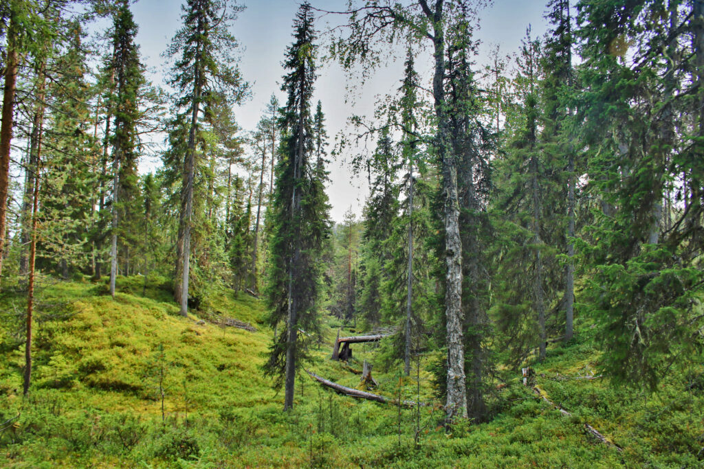 Korouoma Canyon Wilderness Hike