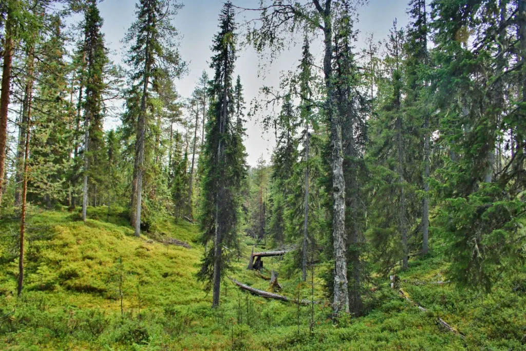 Korouoma Canyon Wilderness Hike
