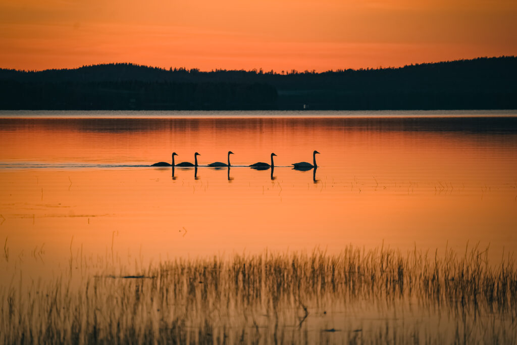 Magical summer evening in Rovaniemi
