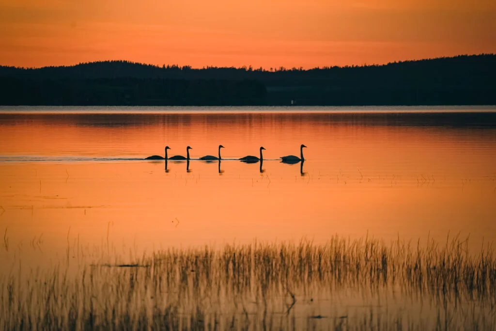 Magical summer evening in Rovaniemi