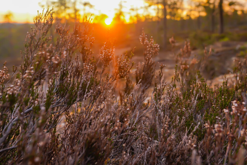 Midnight Sun in Finnish Lapland