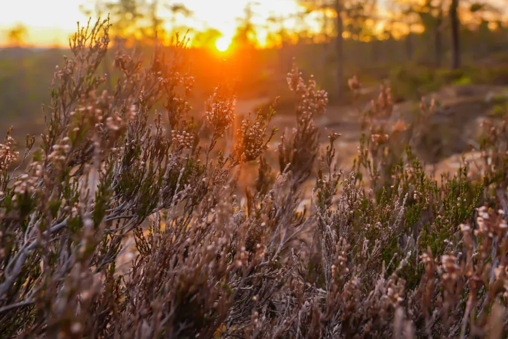 Midnight Sun in Finnish Lapland