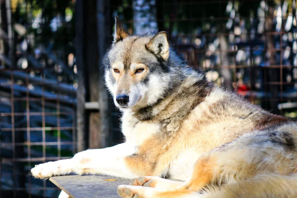 Husky Farm Visit in Rovaniemi