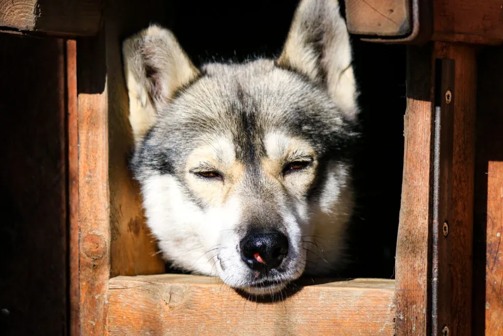 Husky Farm Visit in Rovaniemi