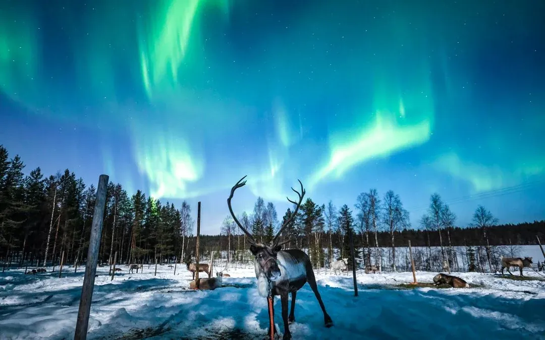 Reindeer lapland
