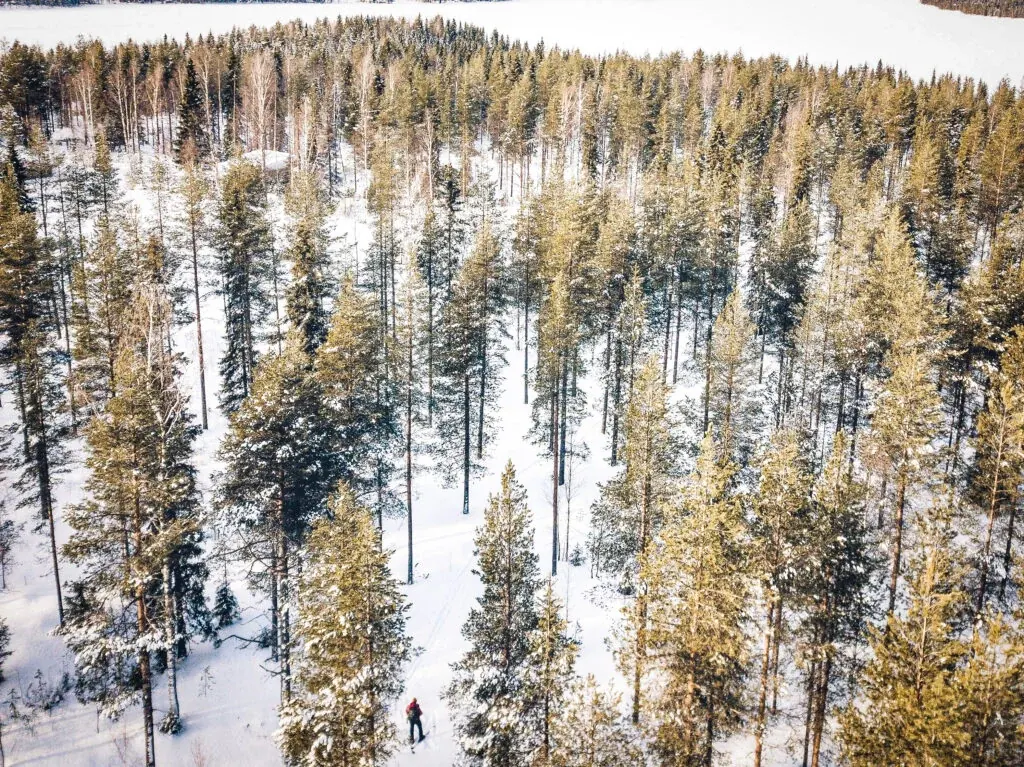 Peaceful Taiga forest in Rovaniemi