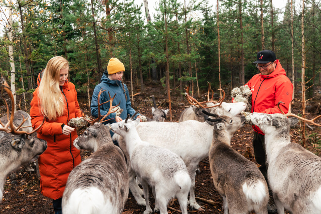 Taava Reindeer Farm – Reindeer & Lapland Traditions Year-Round