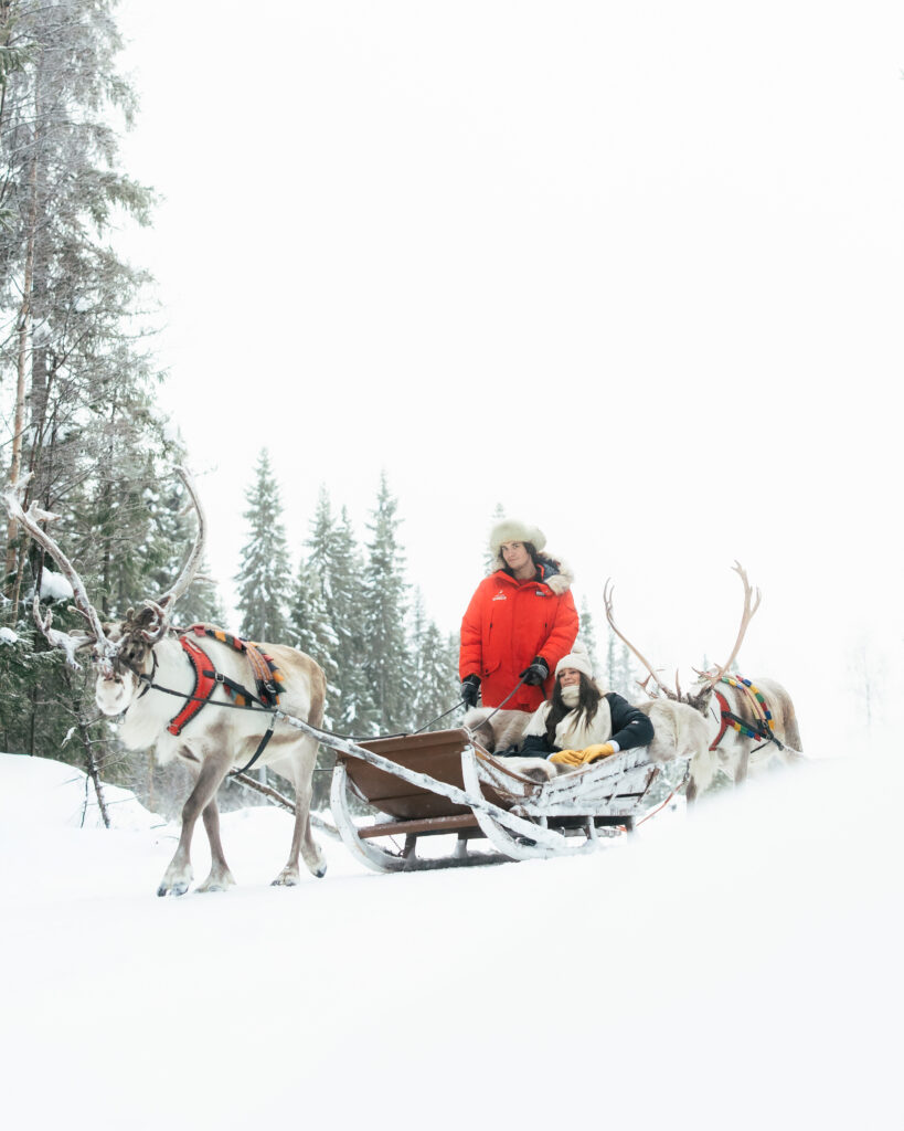 Taava Reindeer Farm – Reindeer & Lapland Traditions Year-Round