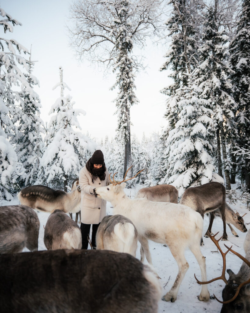 Taava Reindeer Farm – Reindeer & Lapland Traditions Year-Round
