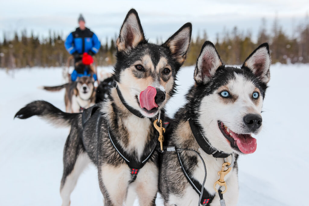 Wild Run - 5 km husky safari
