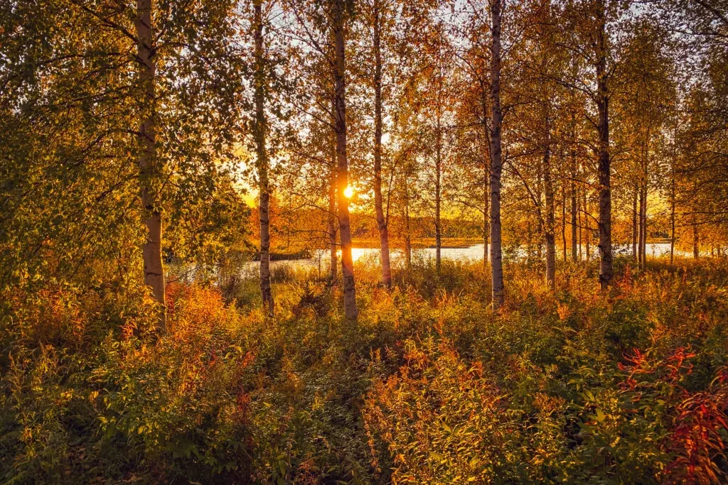 Beautiful colours of autumn in Rovaniemi
