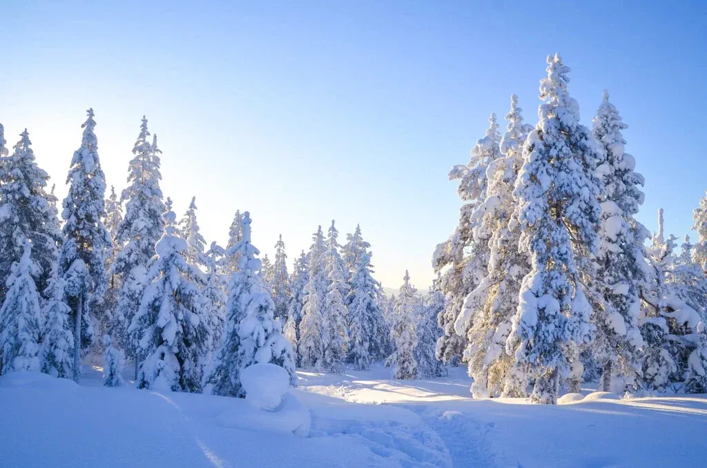 Wilderness Survival Tour with Wild About Lapland