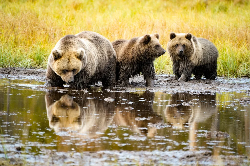 Bear Watching Experience in Lapland