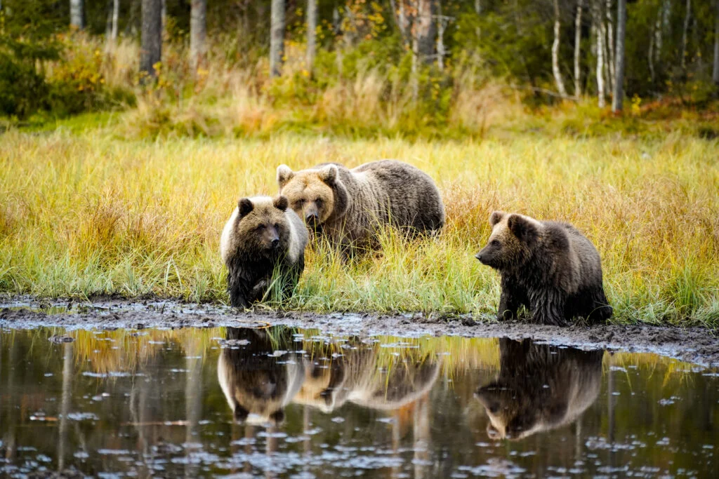 Arctic Animals Immersion