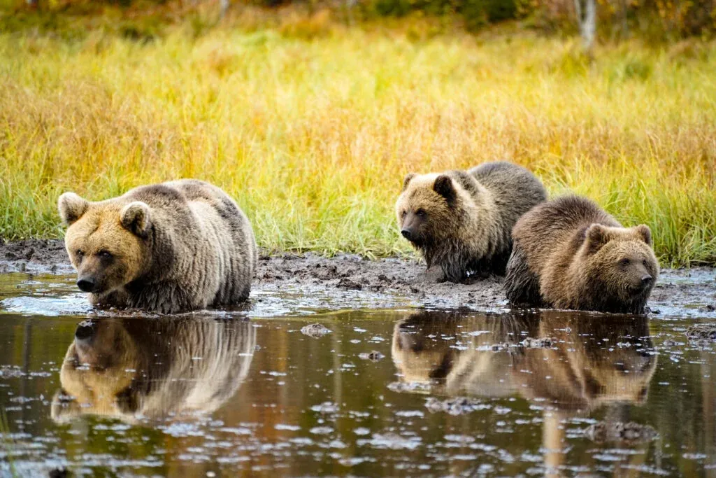 Bear Watching Experience in Lapland