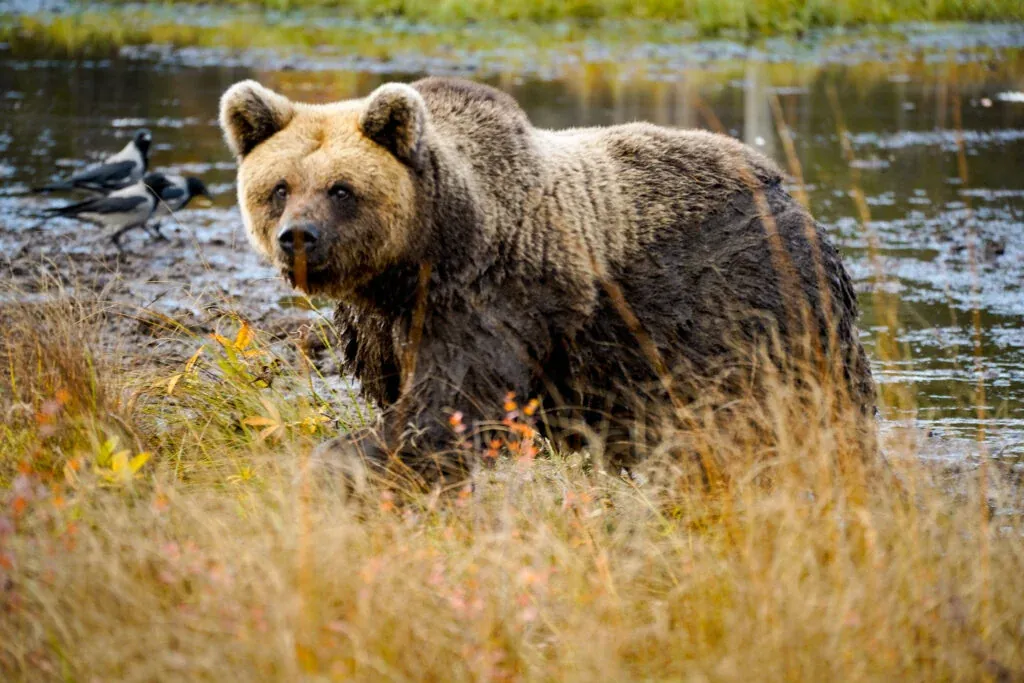 Brown bear - the king of the forest