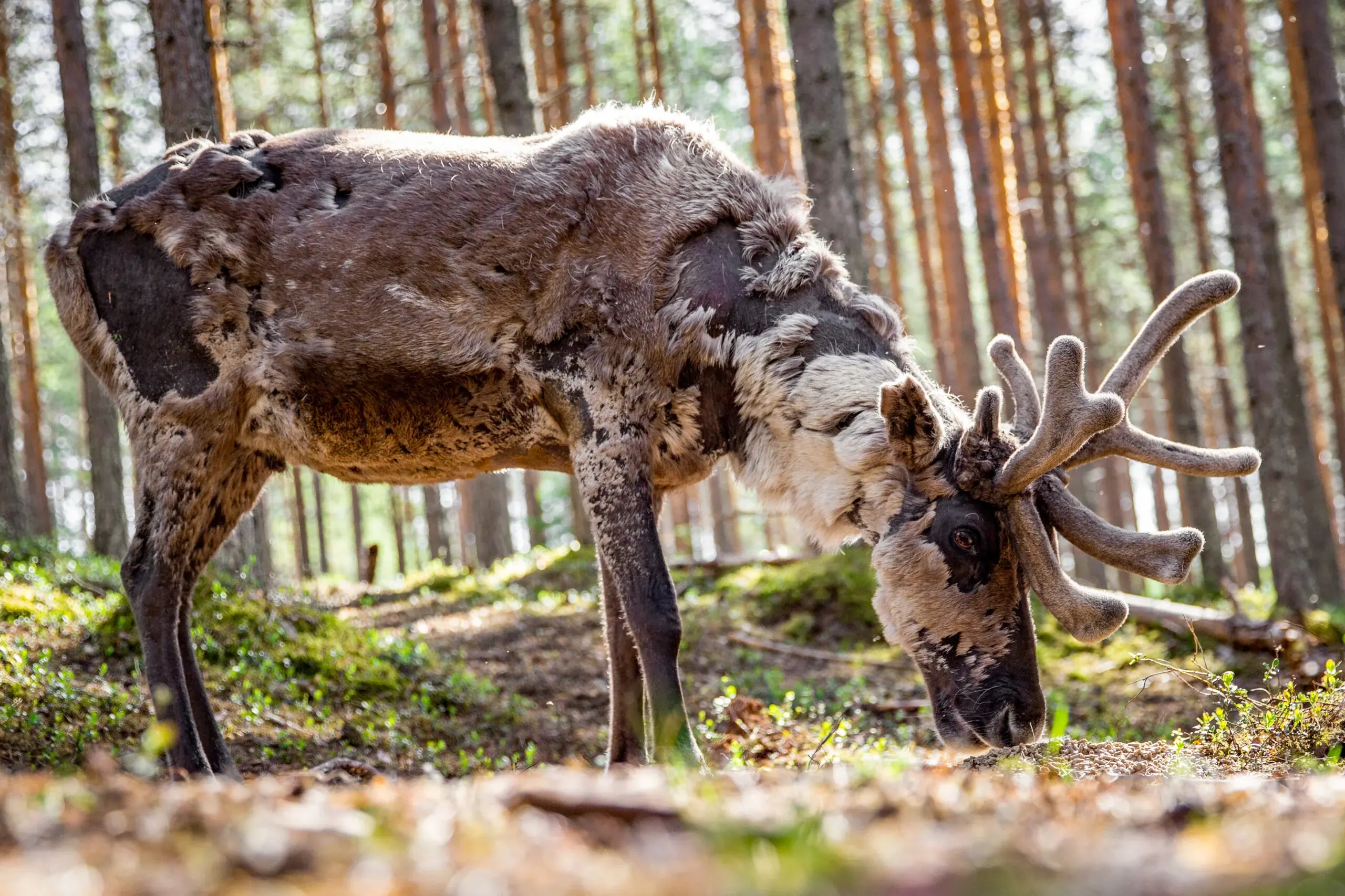 Unique chance to feed the reindeer in the middle of forest