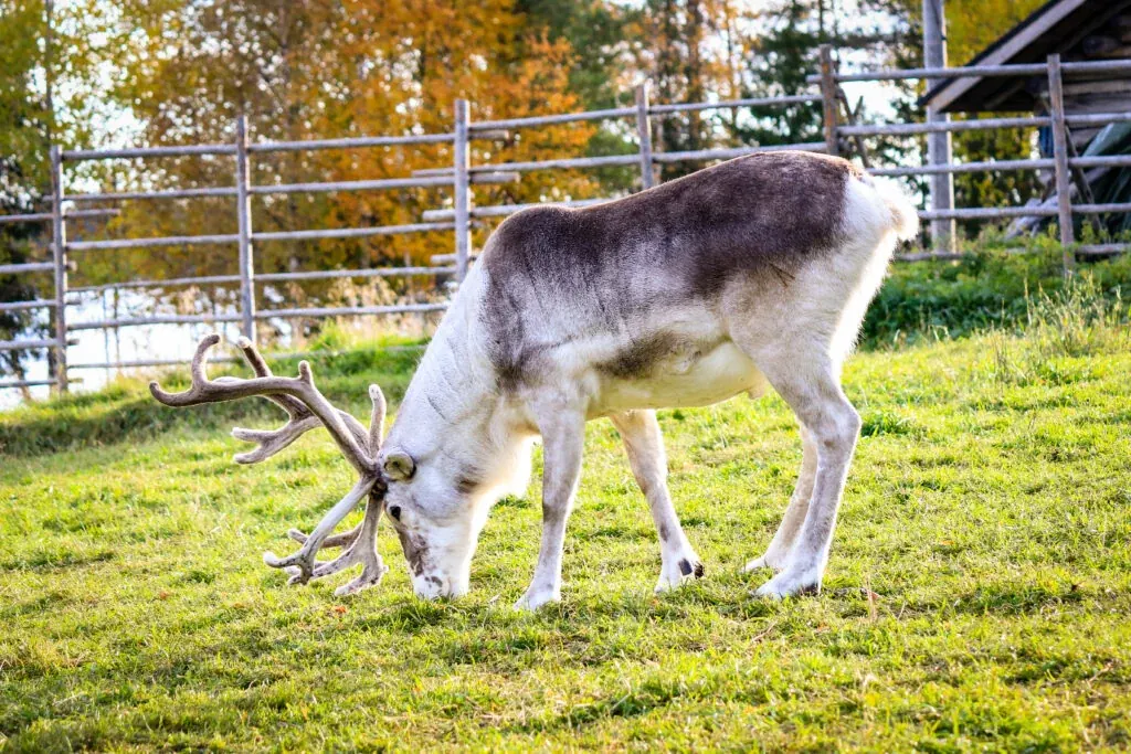 Meet the most iconic animal of Lapland - reindeer!