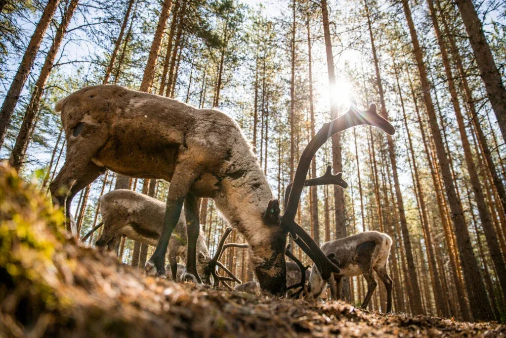 Unique chance to feed the reindeer in the middle of forest