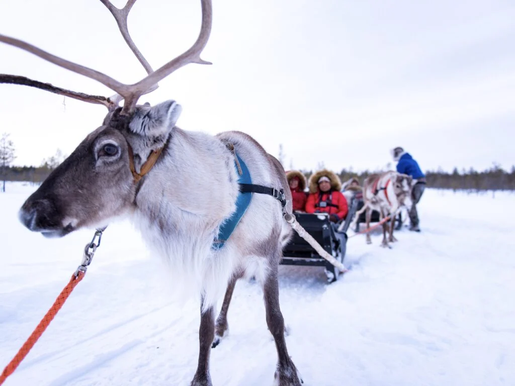 Reindeer Safari in Rovaniemi