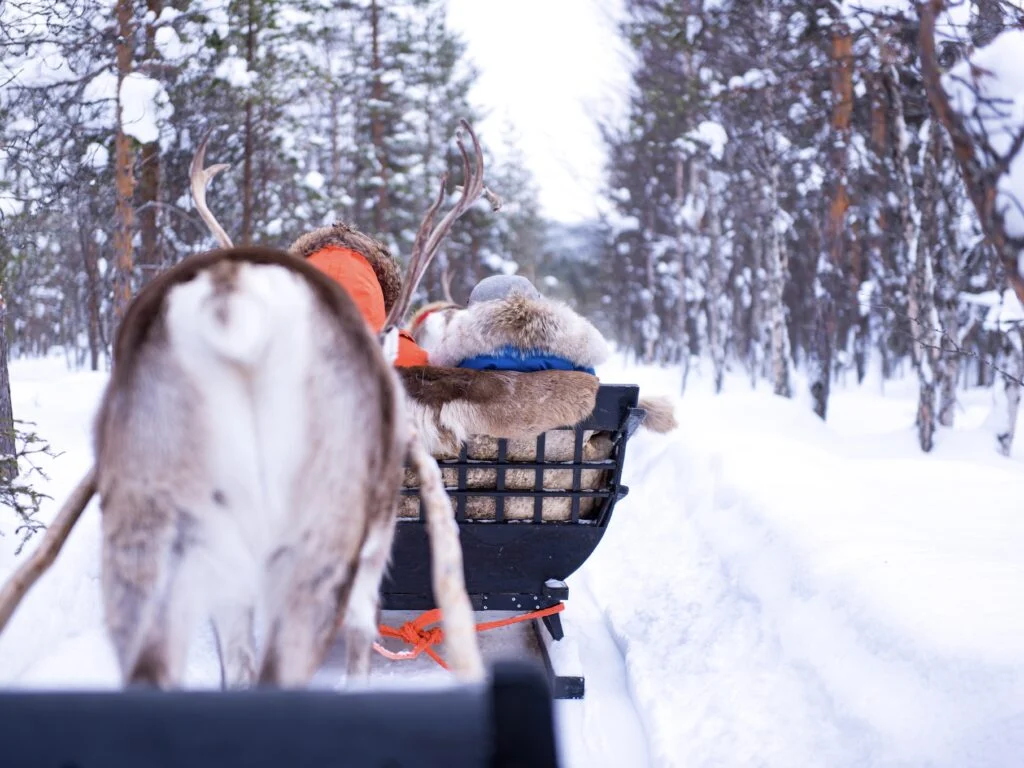 Reindeer Safari in Finnish Lapland