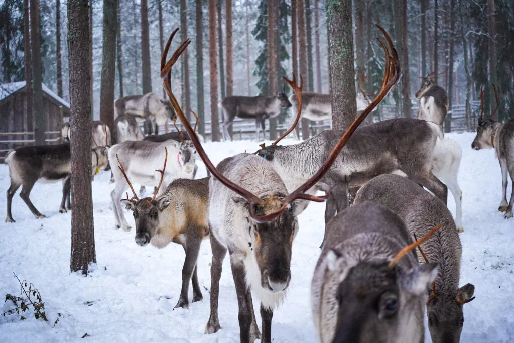 Authentic Reindeer Farm