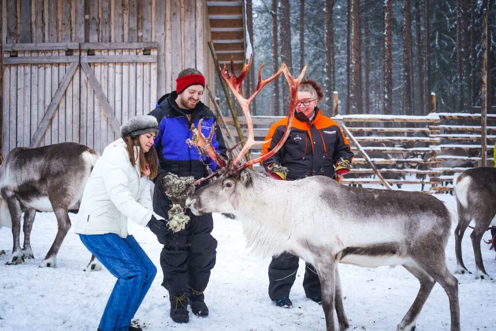 Feeding the reindeer at one of the most traditional farms in Lapland