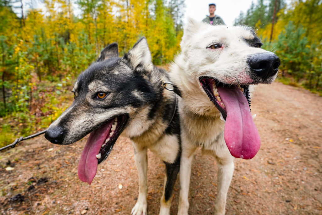 Autumn Husky Kennel Visit with Cart Ride through Taiga Forest