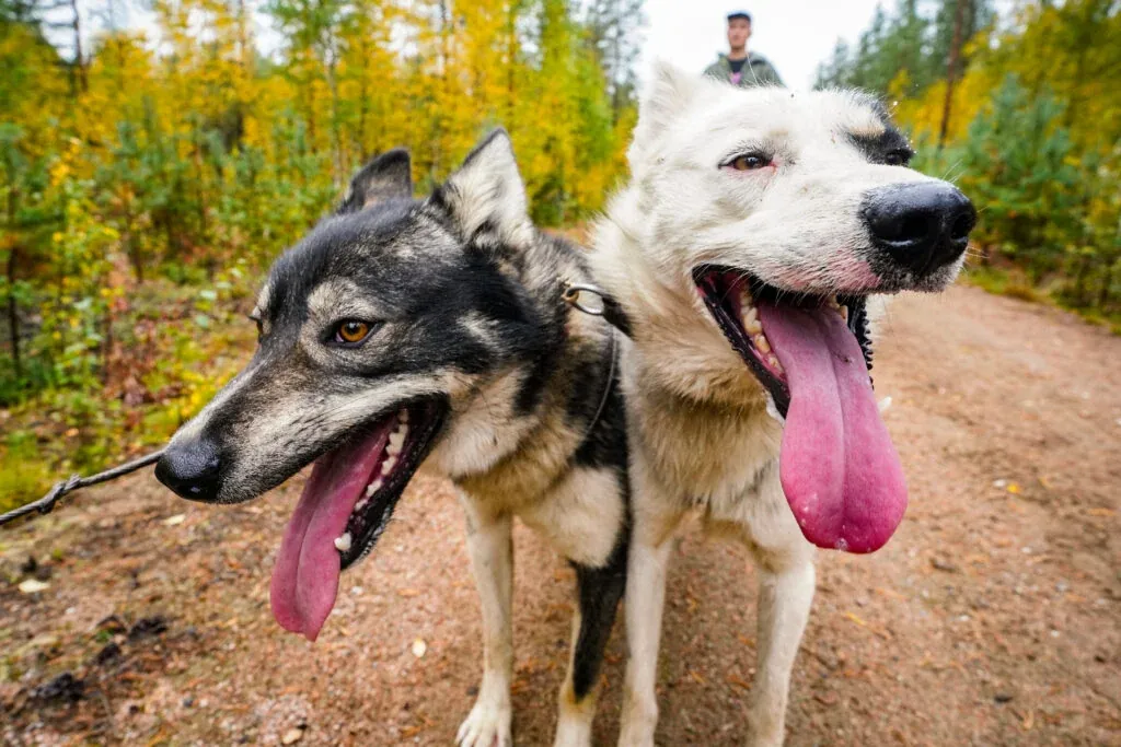 Autumn Husky Kennel Visit with Cart Ride through Taiga Forest