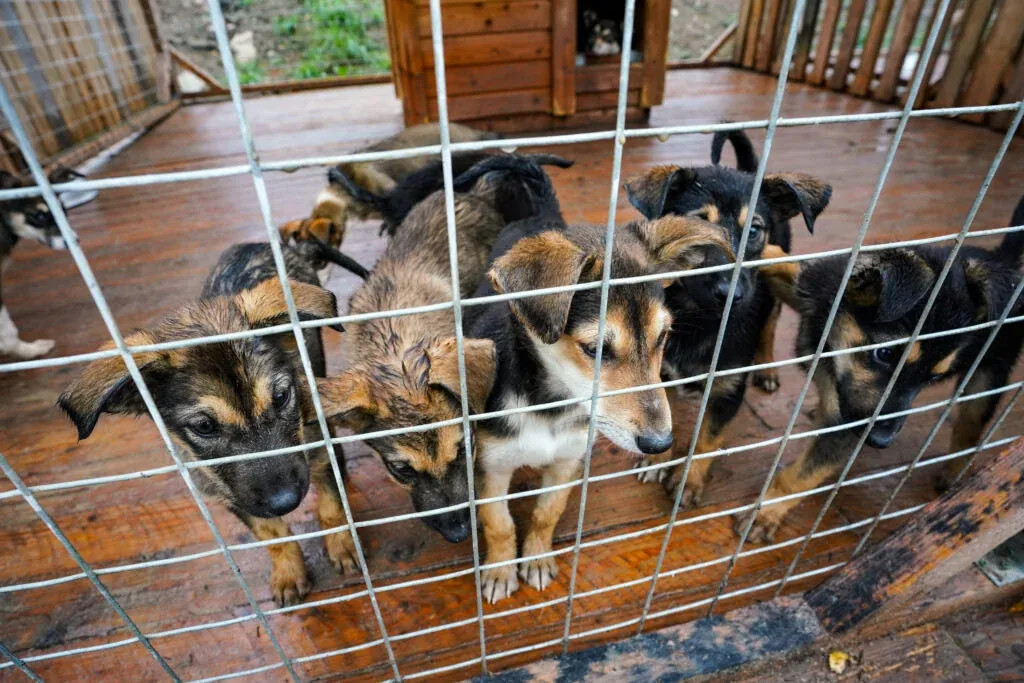 This husky farm is located just 30 minutes from Rovaniemi