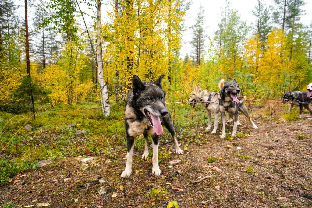 Autumn husky experience in Rovaniemi