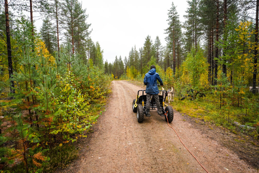Driving a cart through colourful Taiga forest