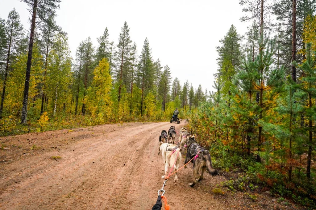 The cart is pulled by your own husky team!