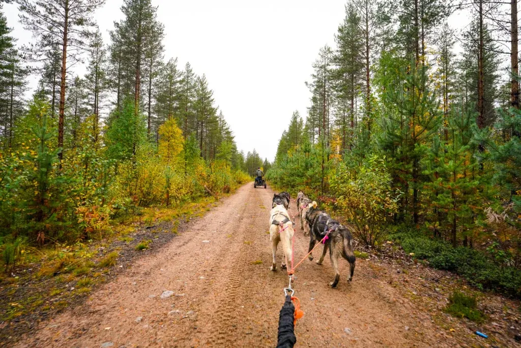 Beautiful colours of autumn in Rovaniemi