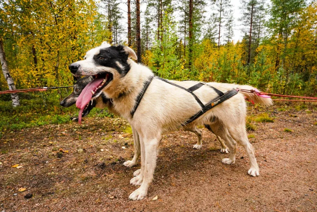 Autumn husky experience in Rovaniemi