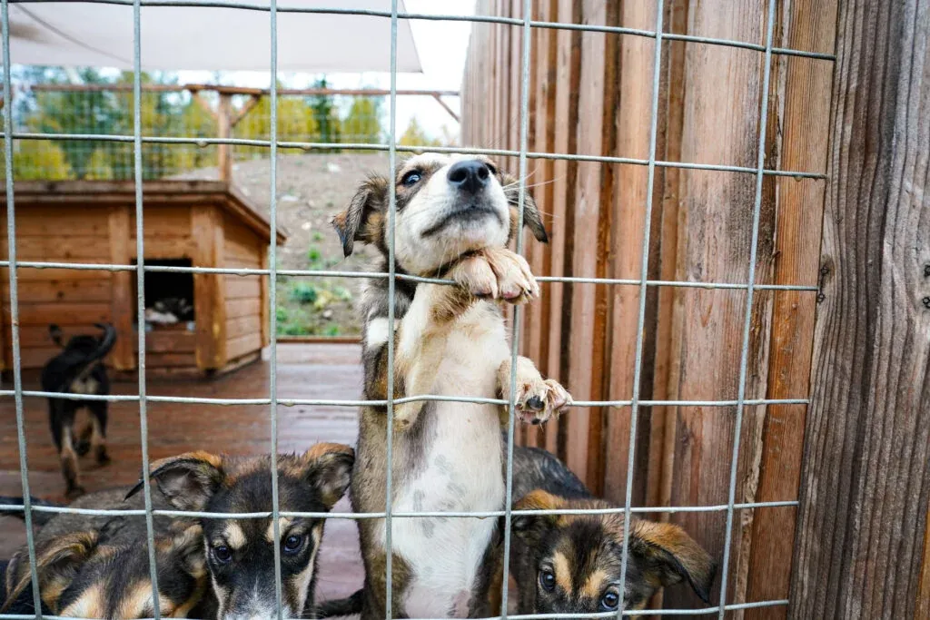 Husky Farm Visit in Rovaniemi