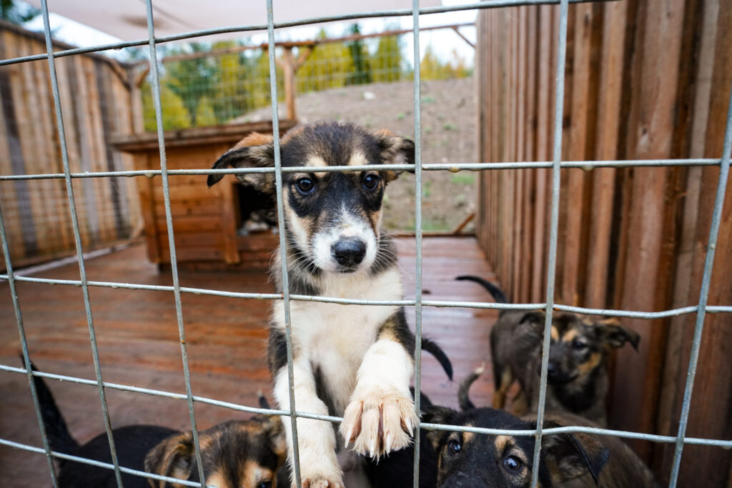 Husky Farm Visit in Rovaniemi